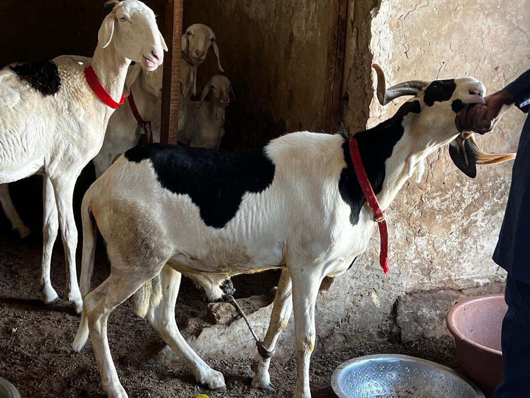 Mouton disponible